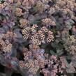 Rozchodník nachový 'Xenox Rainbow' - Sedum telephium 'Xenox Rainbow'