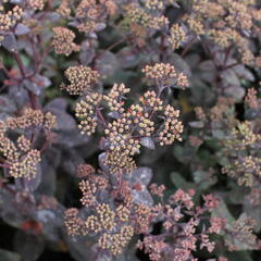 Rozchodník nachový 'Xenox Rainbow' - Sedum telephium 'Xenox Rainbow'
