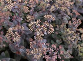 Rozchodník nachový 'Xenox Rainbow' - Sedum telephium 'Xenox Rainbow'