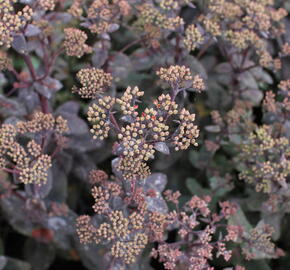 Rozchodník nachový 'Xenox Rainbow' - Sedum telephium 'Xenox Rainbow'