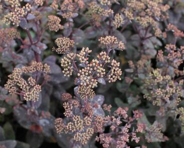 Rozchodník nachový 'Xenox Rainbow'