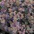 Sedum telephium 'Xenox Rainbow'.JPG