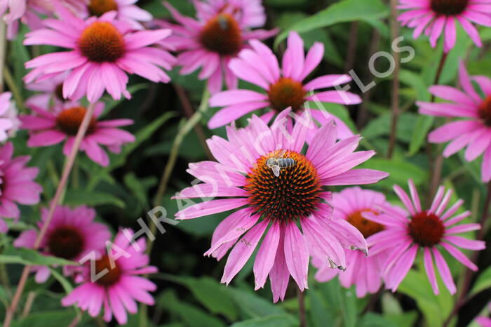 Třapatkovka nachová 'Primadonna Deep Rose' - Echinacea purpurea 'Primadonna Deep Rose'