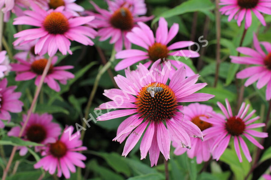 Třapatkovka nachová 'Primadonna Deep Rose' - Echinacea purpurea 'Primadonna Deep Rose'