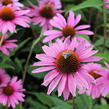 Třapatkovka nachová 'Primadonna Deep Rose' - Echinacea purpurea 'Primadonna Deep Rose'