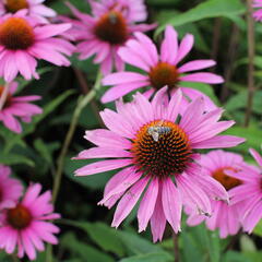 Třapatkovka nachová 'Primadonna Deep Rose' - Echinacea purpurea 'Primadonna Deep Rose'