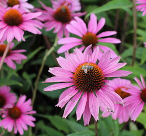 Třapatkovka nachová 'Primadonna Deep Rose' - Echinacea purpurea 'Primadonna Deep Rose'