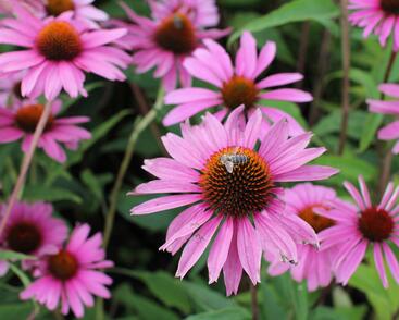 Třapatkovka nachová 'Primadonna Deep Rose'