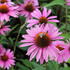 Echinacea purpurea 'Primadonna Deep Rose'_01.JPG