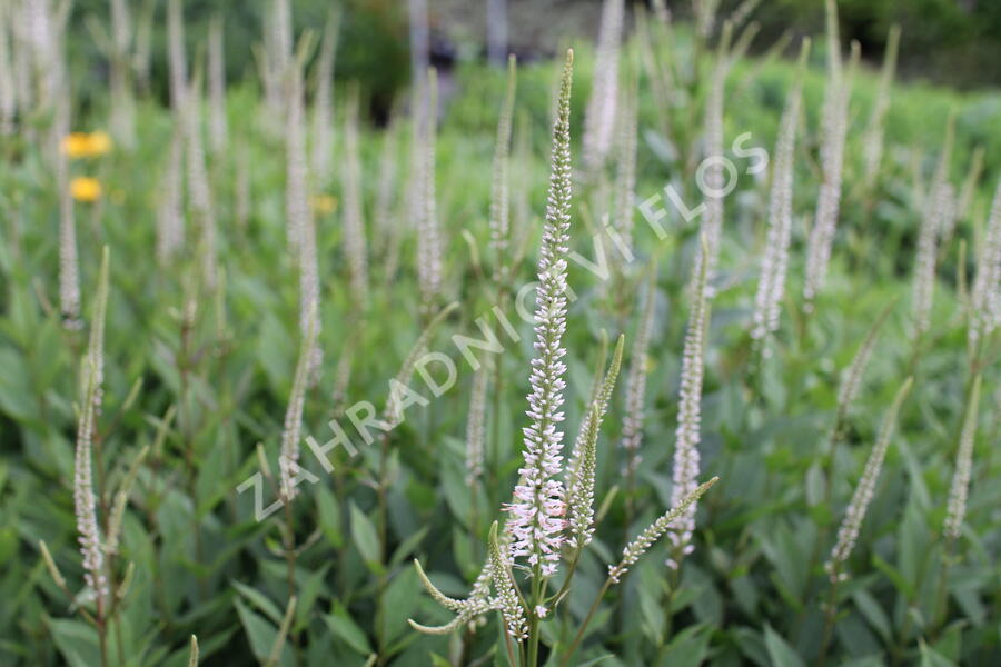 Rozrazilovec viržinský 'Pink Glow' - Veronicastrum virginicum 'Pink Glow'
