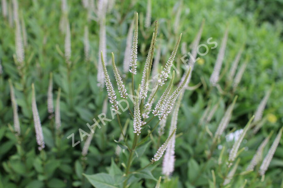 Rozrazilovec viržinský 'Pink Glow' - Veronicastrum virginicum 'Pink Glow'