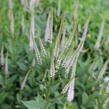Rozrazilovec viržinský 'Pink Glow' - Veronicastrum virginicum 'Pink Glow'