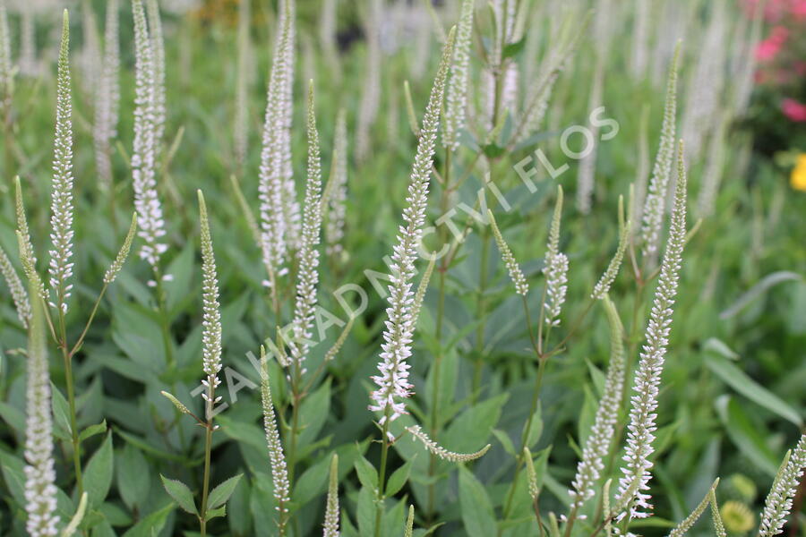 Rozrazilovec viržinský 'Pink Glow' - Veronicastrum virginicum 'Pink Glow'