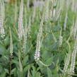 Rozrazilovec viržinský 'Pink Glow' - Veronicastrum virginicum 'Pink Glow'