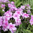 Plamenka latnatá 'Adessa Compact Lilac' - Phlox paniculata 'Adessa Compact Lilac'