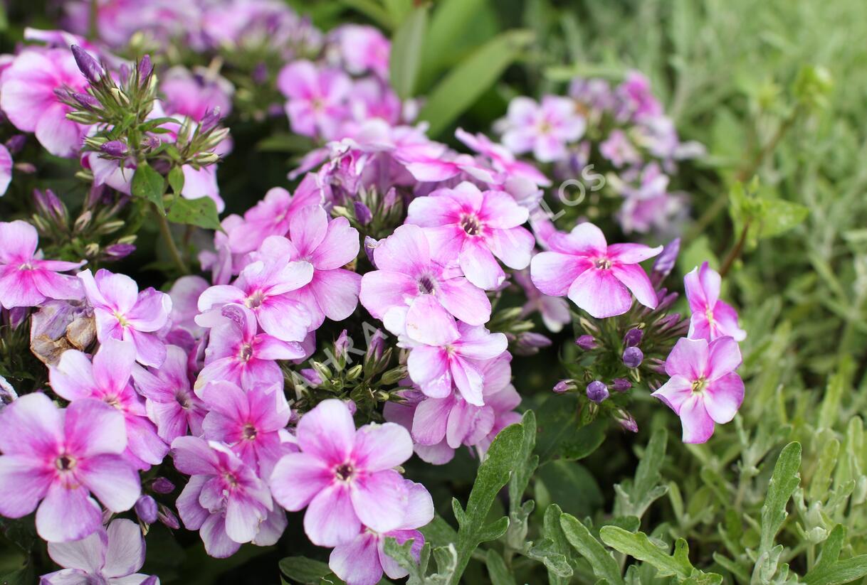 Plamenka latnatá 'Adessa Compact Lilac' - Phlox paniculata 'Adessa Compact Lilac'