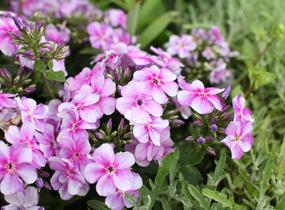 Plamenka latnatá 'Adessa Compact Lilac' - Phlox paniculata 'Adessa Compact Lilac'