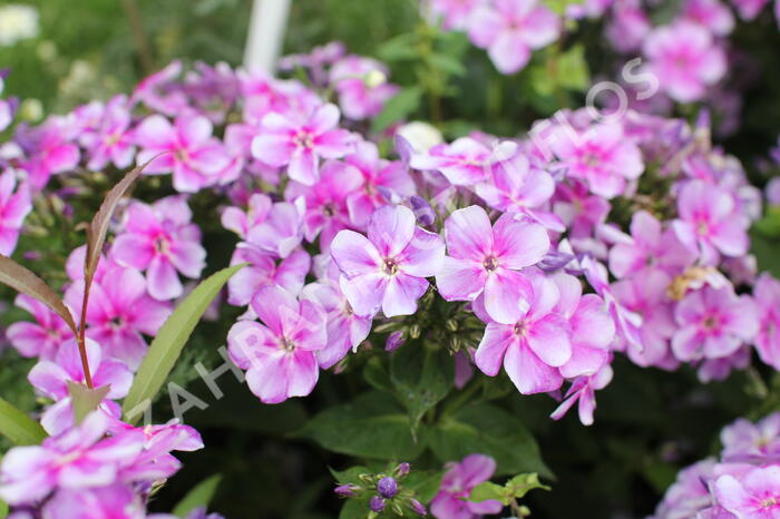Plamenka latnatá 'Adessa Compact Lilac' - Phlox paniculata 'Adessa Compact Lilac'