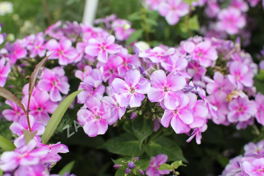 Plamenka latnatá 'Adessa Compact Lilac' - Phlox paniculata 'Adessa Compact Lilac'
