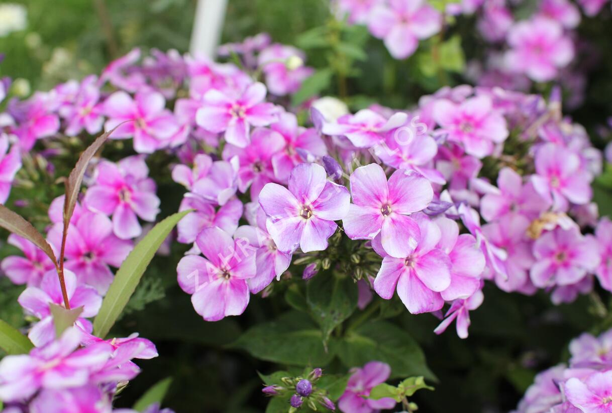Plamenka latnatá 'Adessa Compact Lilac' - Phlox paniculata 'Adessa Compact Lilac'