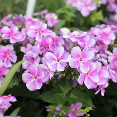 Plamenka latnatá 'Adessa Compact Lilac' - Phlox paniculata 'Adessa Compact Lilac'