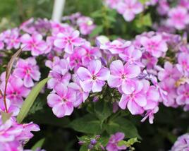 Plamenka latnatá 'Adessa Compact Lilac'