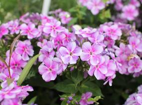 Plamenka latnatá 'Adessa Compact Lilac' - Phlox paniculata 'Adessa Compact Lilac'