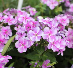 Plamenka latnatá 'Adessa Compact Lilac' - Phlox paniculata 'Adessa Compact Lilac'