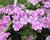 Plamenka latnatá 'Adessa Compact Lilac'