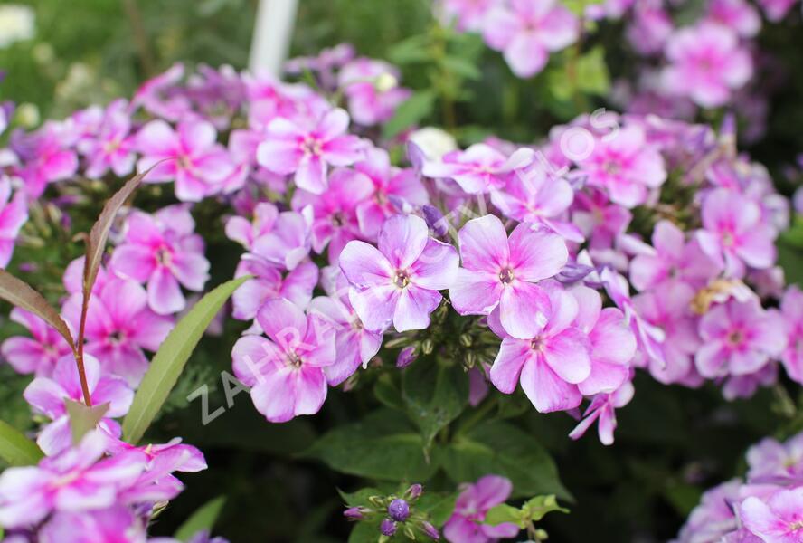 Plamenka latnatá 'Adessa Compact Lilac' - Phlox paniculata 'Adessa Compact Lilac'