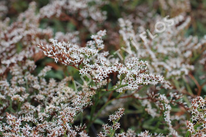 Statice tatarská - Goniolimon tataricum