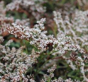 Statice tatarská - Goniolimon tataricum