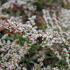 Goniolimon tataricum_01.JPG