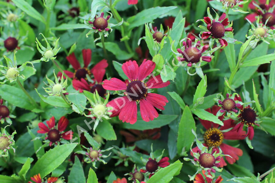 Záplevák podzimní 'HayDay Red' - Helenium autumnale 'HayDay Red'