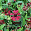 Záplevák podzimní 'HayDay Red' - Helenium autumnale 'HayDay Red'