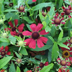 Záplevák podzimní 'HayDay Red' - Helenium autumnale 'HayDay Red'
