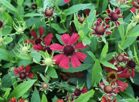 Záplevák podzimní 'HayDay Red' - Helenium autumnale 'HayDay Red'