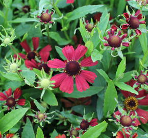 Záplevák podzimní 'HayDay Red' - Helenium autumnale 'HayDay Red'