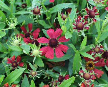 Záplevák podzimní 'HayDay Red'