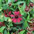Helenium autumnale 'HayDay Red'.JPG