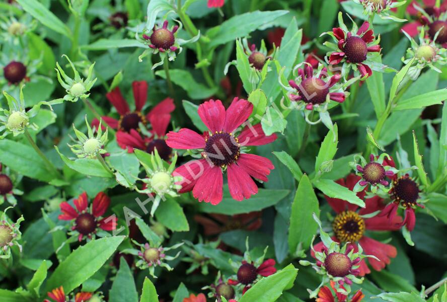 Záplevák podzimní 'HayDay Red' - Helenium autumnale 'HayDay Red'