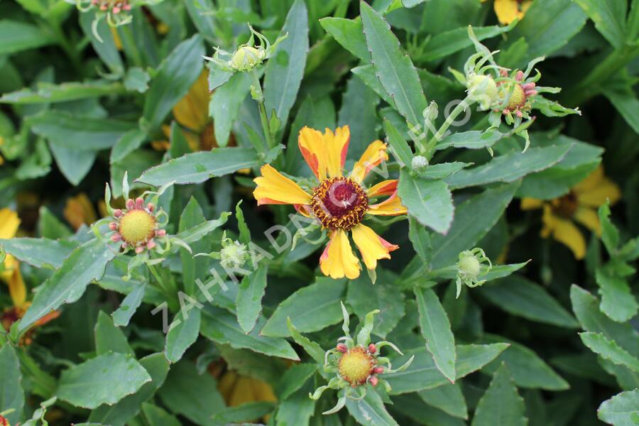 Záplevák podzimní 'HayDay Golden Bicolor' - Helenium autumnale 'HayDay Golden Bicolor'