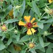 Záplevák podzimní 'HayDay Golden Bicolor' - Helenium autumnale 'HayDay Golden Bicolor'