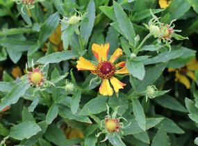 Záplevák podzimní 'HayDay Golden Bicolor' - Helenium autumnale 'HayDay Golden Bicolor'