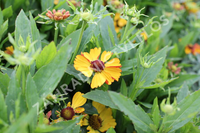Záplevák podzimní 'HayDay Golden Bicolor' - Helenium autumnale 'HayDay Golden Bicolor'