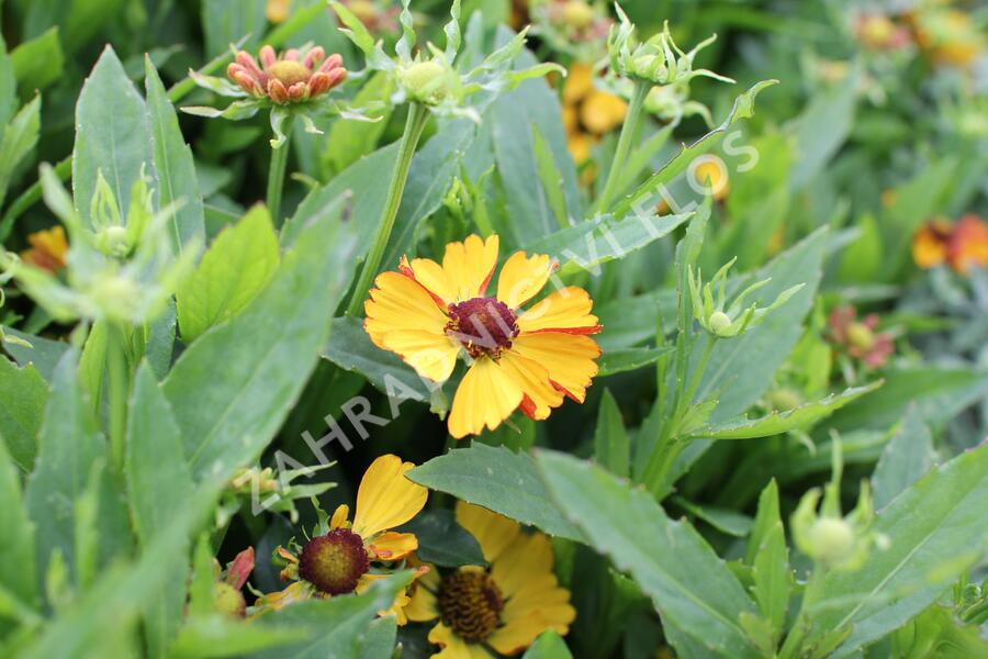Záplevák podzimní 'HayDay Golden Bicolor' - Helenium autumnale 'HayDay Golden Bicolor'