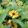 Záplevák podzimní 'HayDay Golden Bicolor' - Helenium autumnale 'HayDay Golden Bicolor'