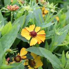 Záplevák podzimní 'HayDay Golden Bicolor' - Helenium autumnale 'HayDay Golden Bicolor'