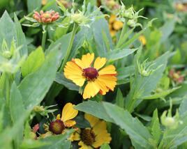 Záplevák podzimní 'HayDay Golden Bicolor'