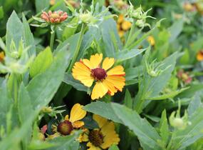 Záplevák podzimní 'HayDay Golden Bicolor' - Helenium autumnale 'HayDay Golden Bicolor'